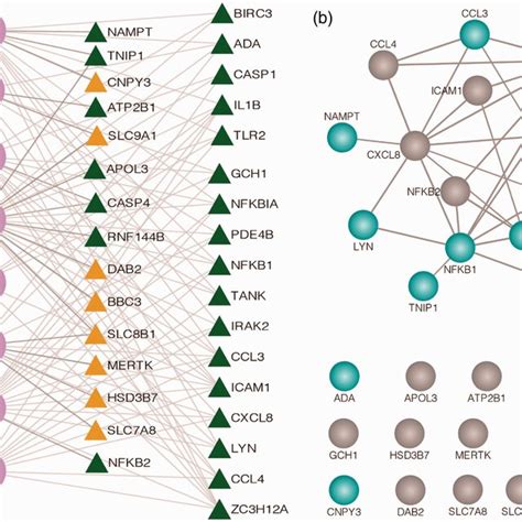 Human Pah Pbmcs Show Basal Toll‐like Receptor Tlr Pathway Gene Download Scientific Diagram