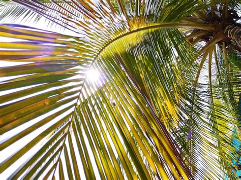 Premium Photo Low Angle View Of Palm Tree Against Sky