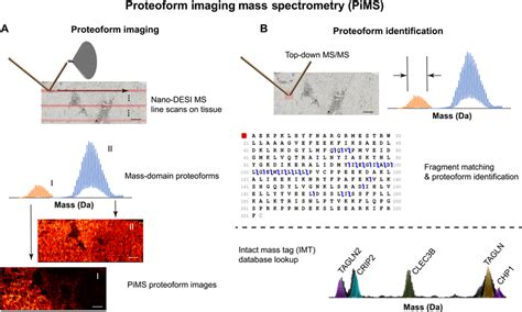 Illustration Of The Pims Workflow For Proteoform Imaging And