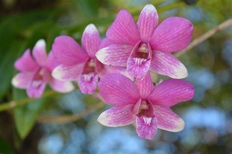 Orchid Thai Flower - Free photo on Pixabay - Pixabay