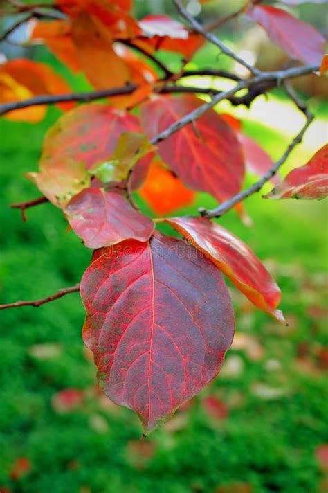 Persimmon Tree Leaves on Branch in Autumn Stock Image - Image of fall ...