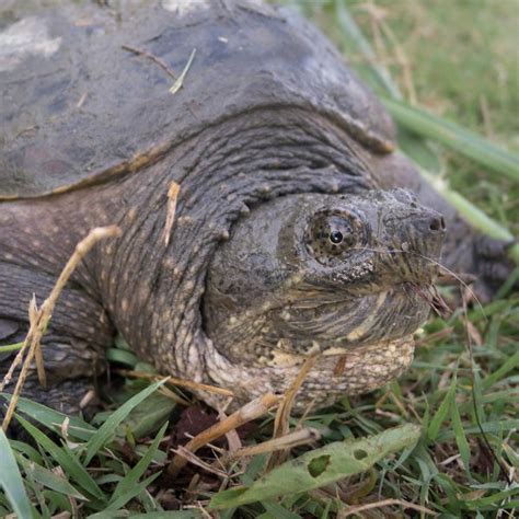 Biggest Snapping Turtle In The World All Turtles