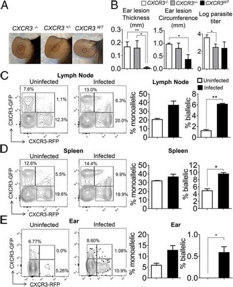 Cutting Edge Cxcr3 Escapes X Chromosome Inactivation In T Cells During