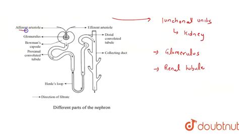 Label The Parts Of A Nephron