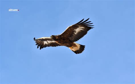 Il Miracolo Della Natura Ecco Il Ritorno Dell Aquila Reale Sulla Cima