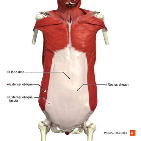 Muscles Of Respiration Physiopedia