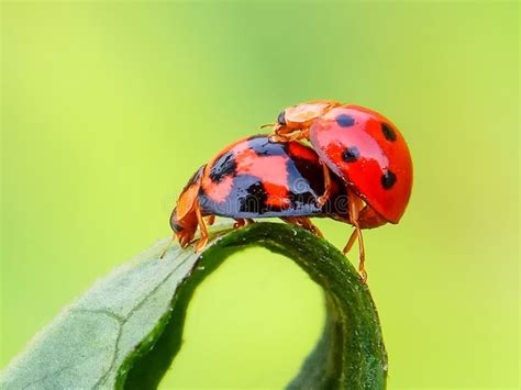 Kleine Insekten Die Sex Haben Stockbild Bild Von Insekt Baum 89734231