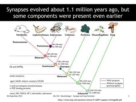 PPT - Synapse formation PowerPoint Presentation, free download - ID:3366323