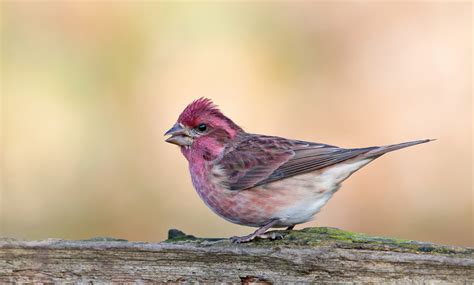 Purple Finch смешные картинки и другие приколы комиксы гиф анимация