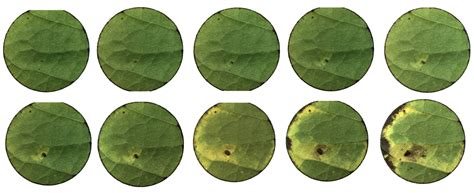Pecan Aphids, Part II: Feeding Biology - Pecan South MagazinePecan