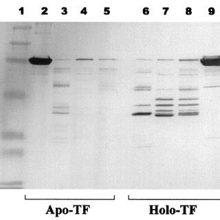 Detection Of Transferrin And Transferrin Fragments In Gingival