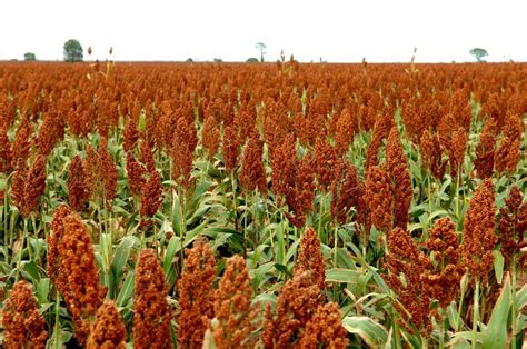 Highest Yielding Sorghum Varieties Revealed Queensland Country Life Qld