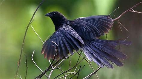 Burung Bubut Keindahan Dan Pesona Dari Alam Indonesia PintarPet