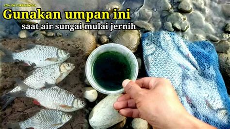 Ampuh Umpan Jitu Untuk Mancing Tawes Di Sungai Air Jernih