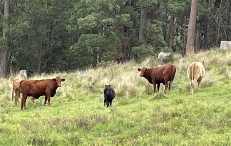 Wingfield Farm Hipcamp In Tenterfield New South Wales