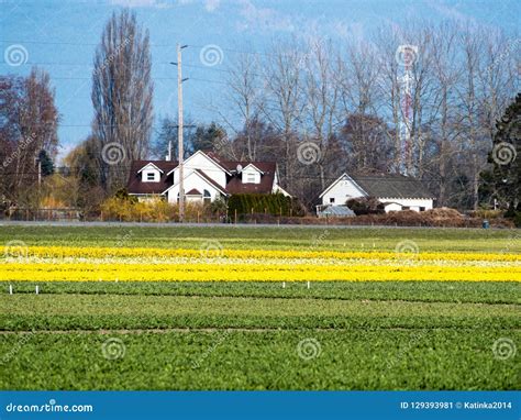 Farmlands with Daffodil Fields in Washington State, USA Stock Image - Image of garden, growing ...