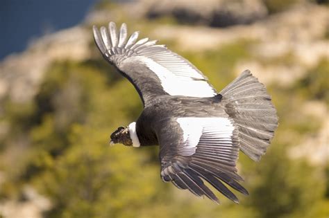 Spot soaring Andean condors in Torres Del Paine | Timbuktu Travel