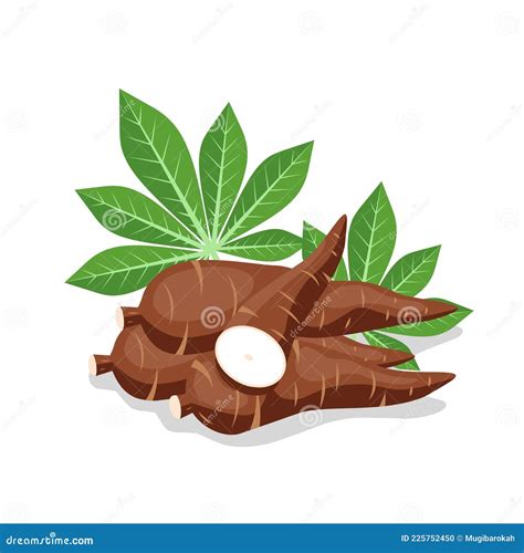 Vector Illustration Cassava Root Manihot Esculenta Also Known As