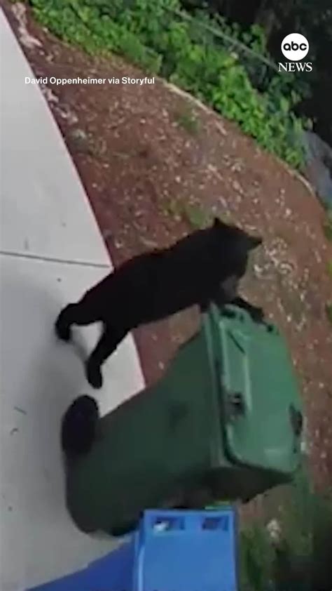 Abc Newsさんのインスタグラム動画 Abc Newsinstagram 「security Camera Footage Captures A Curious Cub