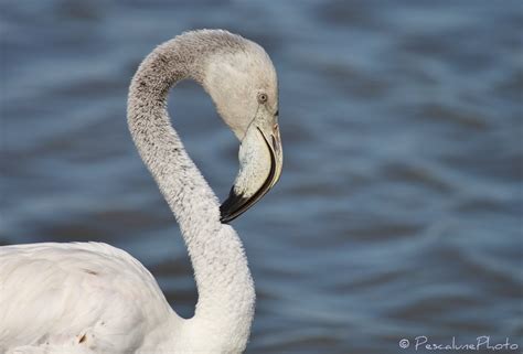 Pescalune Photo Jeunes Flamants Roses Phoenicopterus Roseus