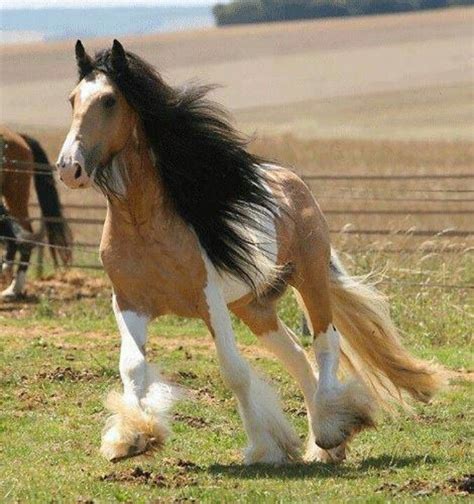 Buckskin Gypsy Vanner Horse Gypsy Vanner Horses For Sale Gelding