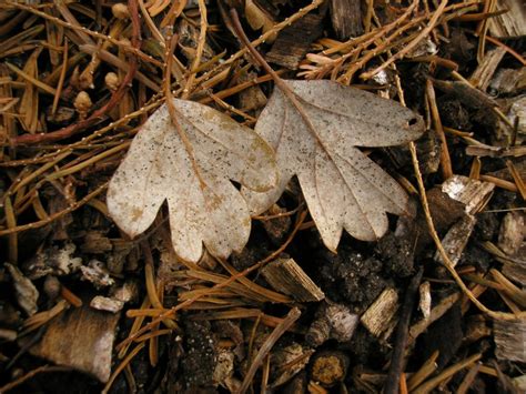 Phyllactinia Mali Obligat Phytoparasitische Kleinpilze