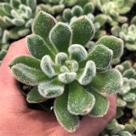 Echeveria Setosa Mexican Firecracker Plant 2 Pot Little Prince To Go