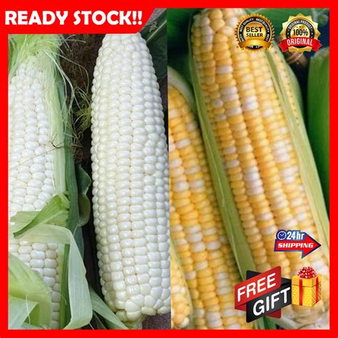 FREE GIFT 100 Original Jagung Susu Mutiara FRESH Paling Murah