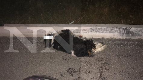 Nayarit Noticias Muere Perrito En Tr Gico Choque Por La Autopista