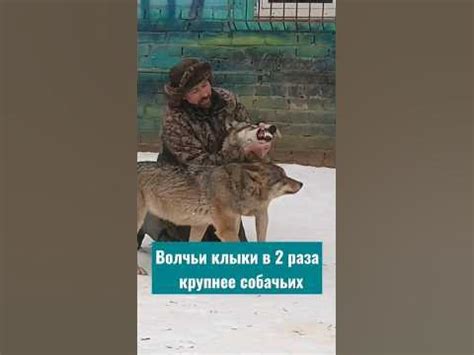 ВОЛК & ВОЛКОДАВ, есть ли шанс у волка? - YouTube