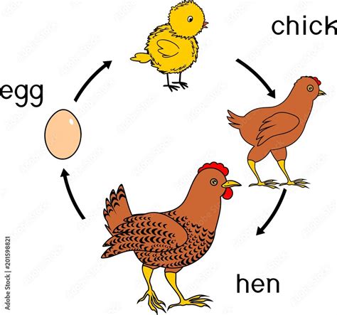 A Chicken Life Cycle