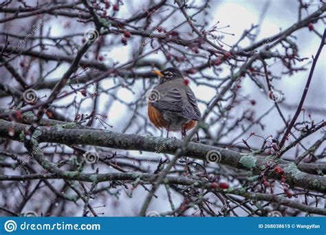 The Robin in Winter in North American Stock Image - Image of winter ...