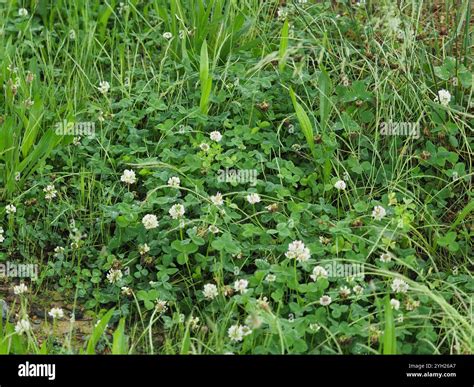 white clover trifolium repens stock photo alamy