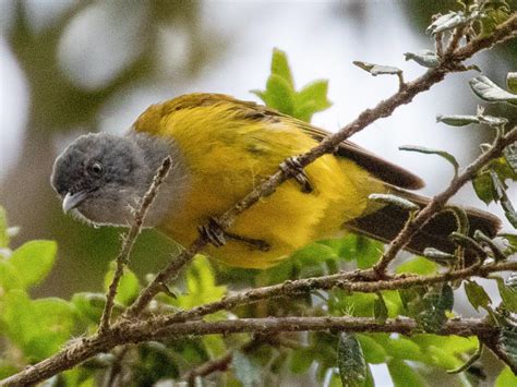 Gray Hooded Bush Tanager Ebird