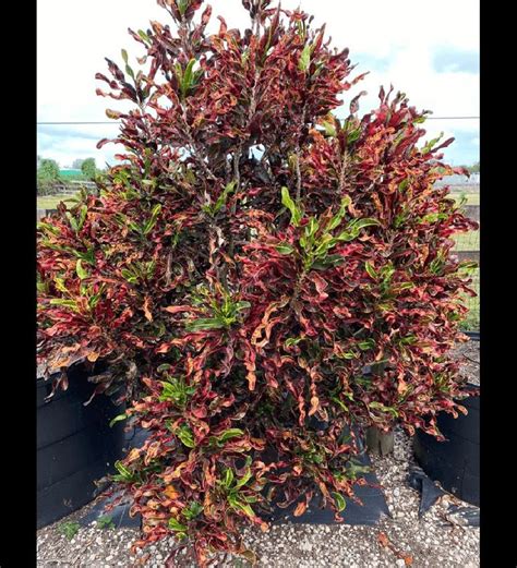 Codiaeum Variegatum C Franklin Roosevelt Wholesale Plants Florida