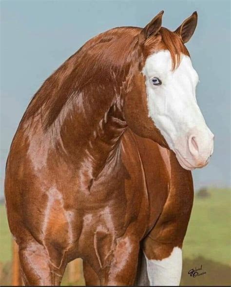 Pin By Litsa Larson On Horses With Unique Colors And Markings Beautiful