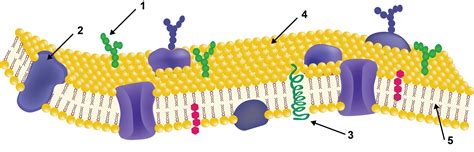 Modelo Mosaico Fluido Da Membrana Plasmatica