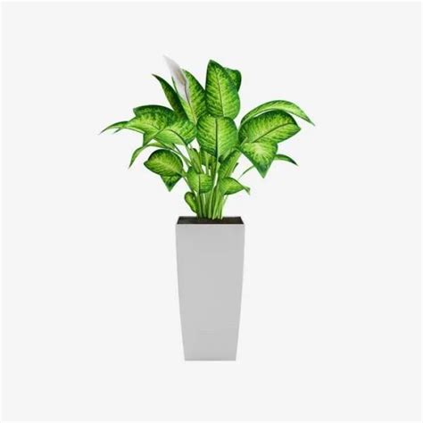 Стайни растения за вашия дом на супер цени - онлайн | homeplants.bg