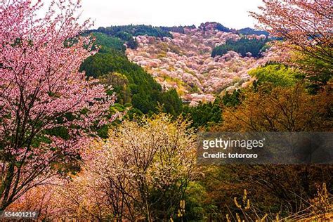 Yoshino Kumano National Park Photos and Premium High Res Pictures ...