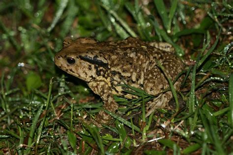 Duttaphrynus Melanostictus Black Spined Toad Common Asia Flickr