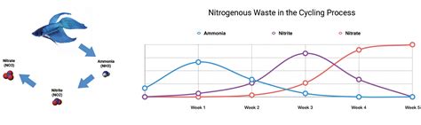 Aquarium Nitrogen Cycle Timeline