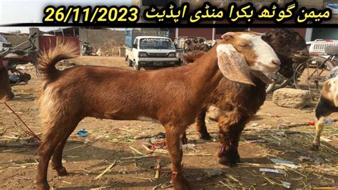 Memon Goth Bakra Mandi Latest Update Mandi Mai Khubsoorat Janwar