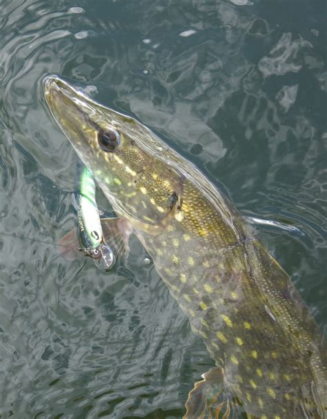 Lucky John Basara – воблер на все сезоны | Salmo Group. | Дзен