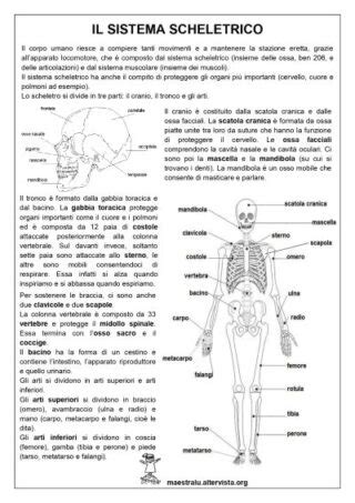 Sistema Scheletrico Schede Didattiche