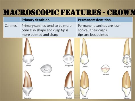 Dental Notes Differences Between Primary And Permanent Teeth Notes New