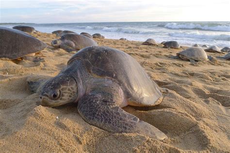 Sri Lankan Olive Ridley Sri Lankan Safari