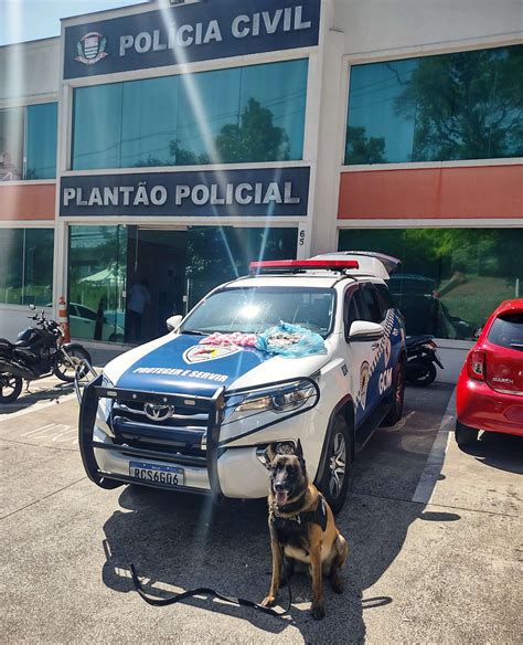 Canil Da Gcm Localiza Por Es De Drogas Em Terreno No Bairro