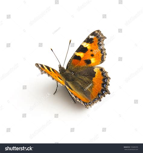 Butterfly Orange Black Spots Majesticsensor On Stock Photo 155680295