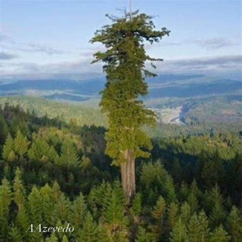 Hyperion: Unveiling the World’s Tallest Tree – Sequoia Sempervirens – Okofiablog.com ...