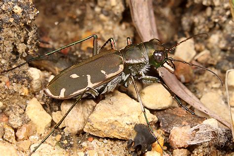 Two Things I Love About Glades During Fall Beetles In The Bush